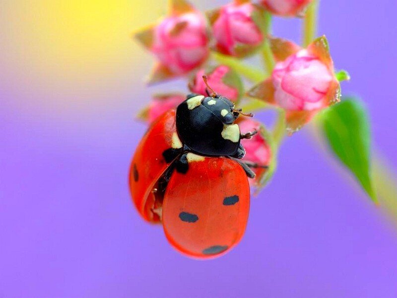 ladybug on a flower bud