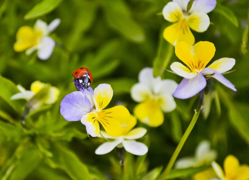 Ladybug on a Flower — Yellow, Calm