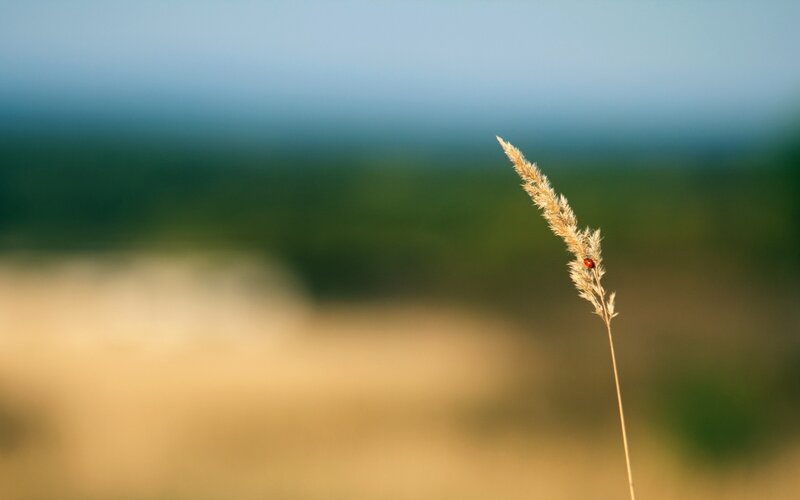 ladybug on a grass stalk