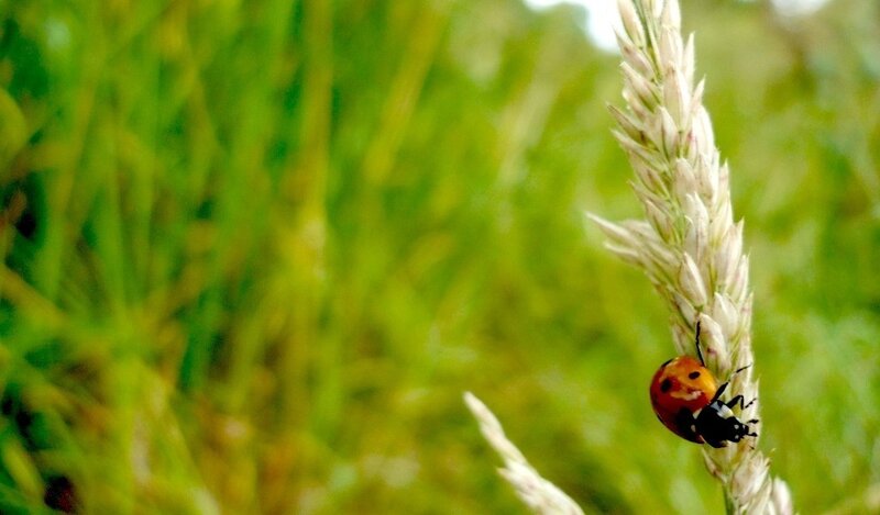 ladybug on a grass stem