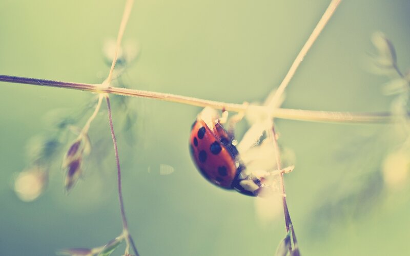 ladybug on a grass stem