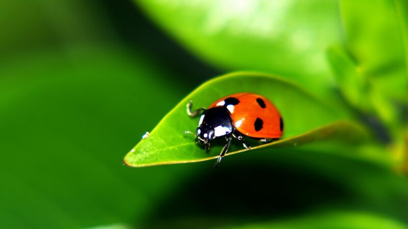 ladybug on a green leaf