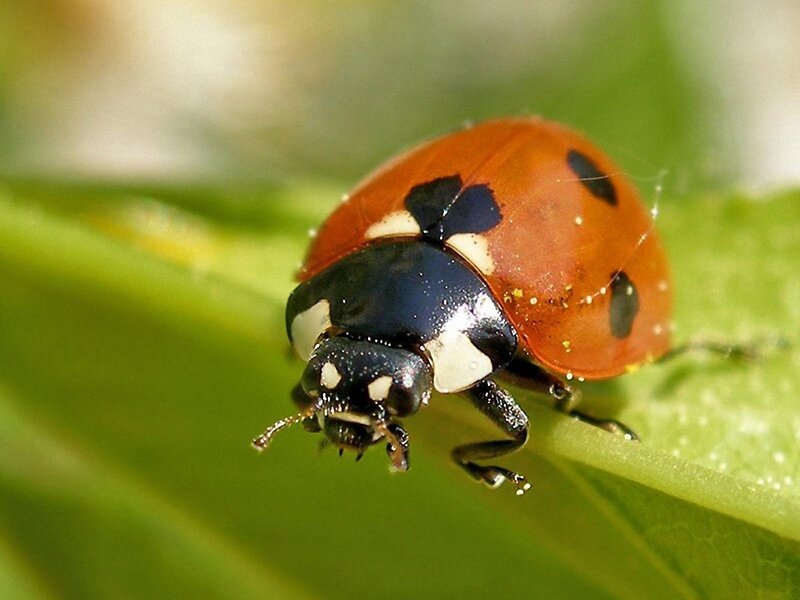 ladybug on a green leaf