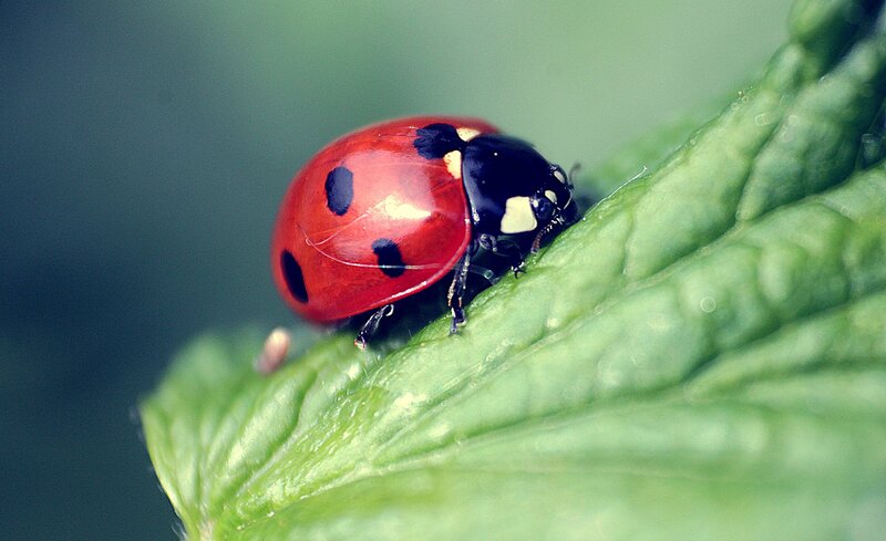 Ladybug on a green leaf
