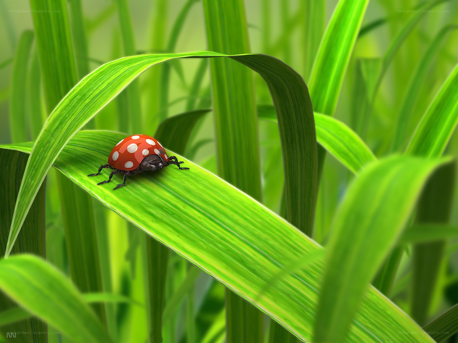 Ladybug on a green leaf