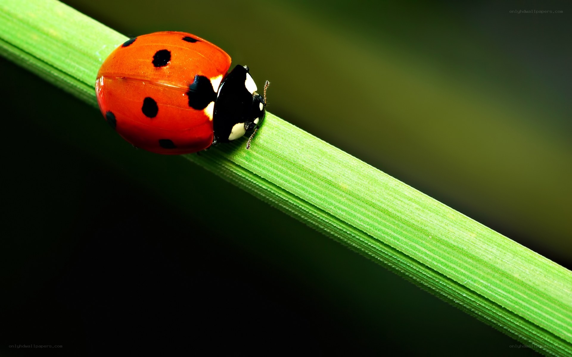 ladybug on a green leaf