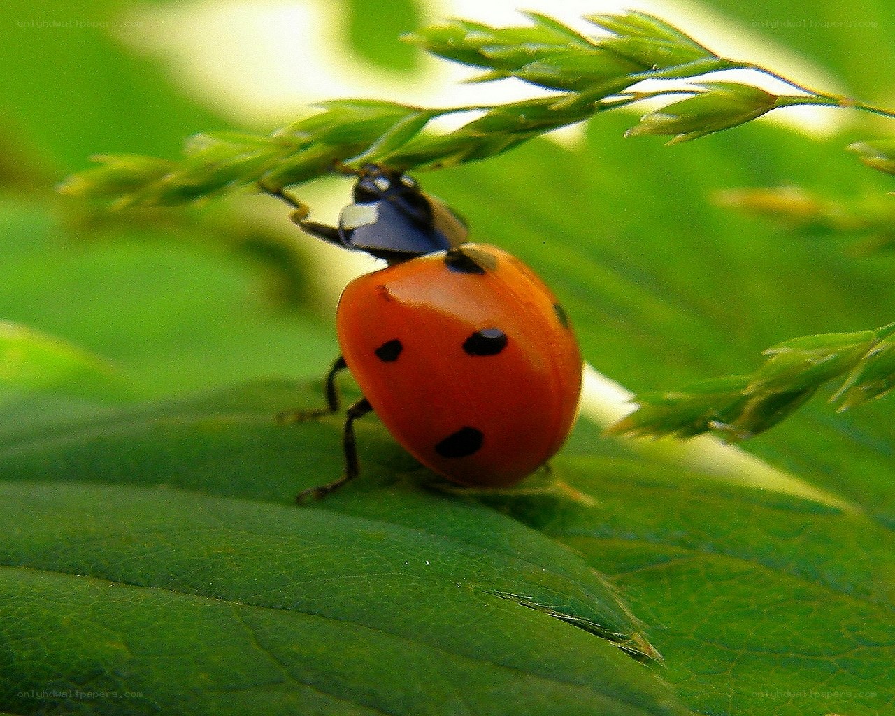 ladybug on a green leaf