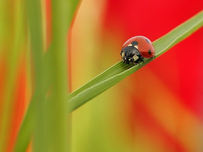 ladybug on a green leaf