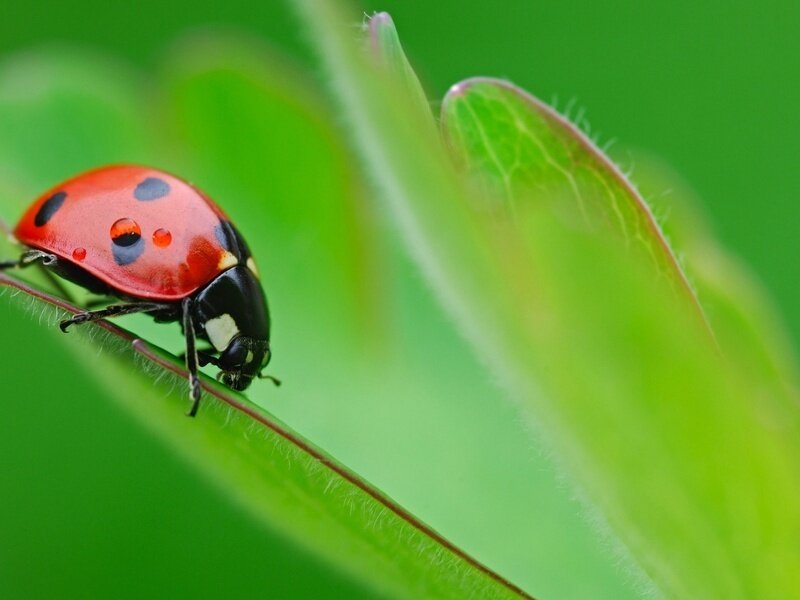 ladybug on a green leaf