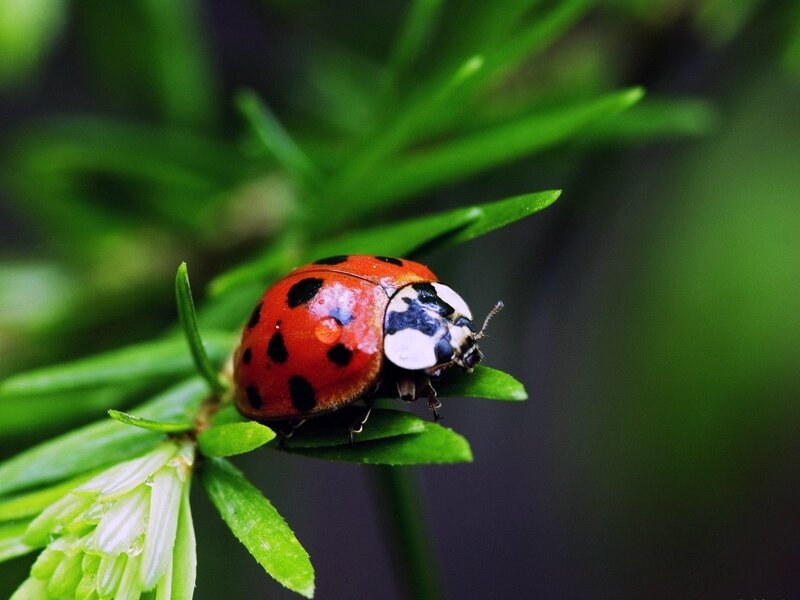 ladybug on a green leaf