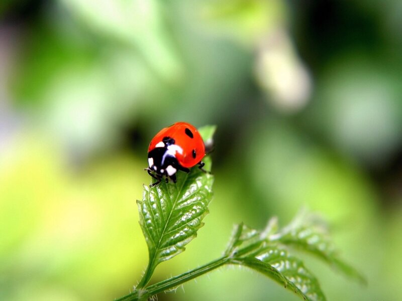 Ladybug on a green leaf