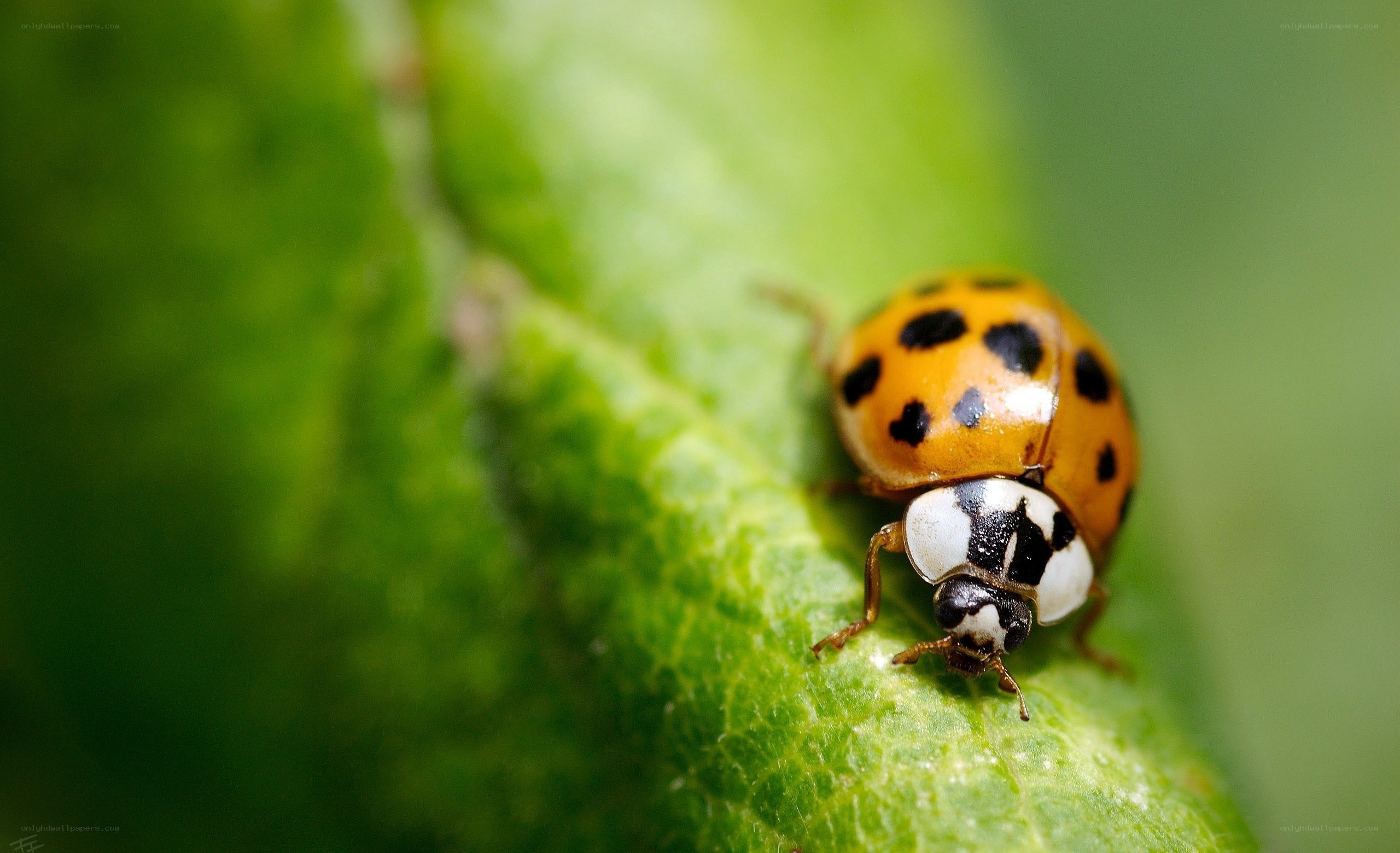 ladybug on a green leaf