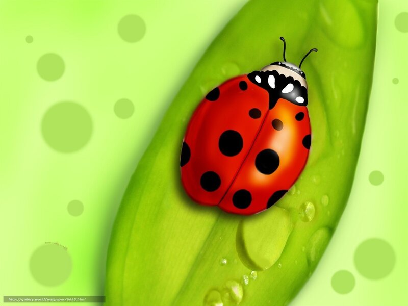 Ladybug on a green leaf