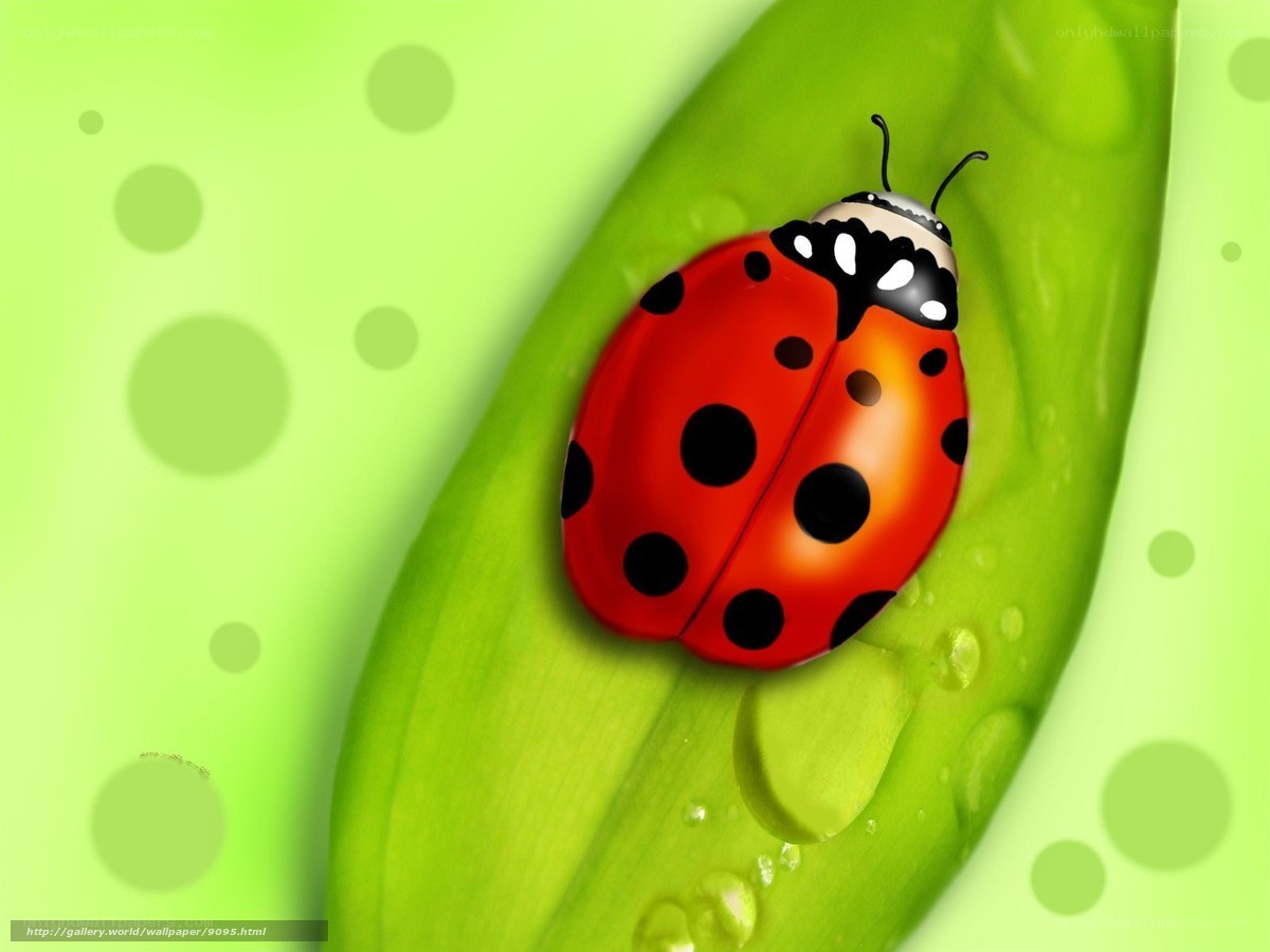 Ladybug on a green leaf