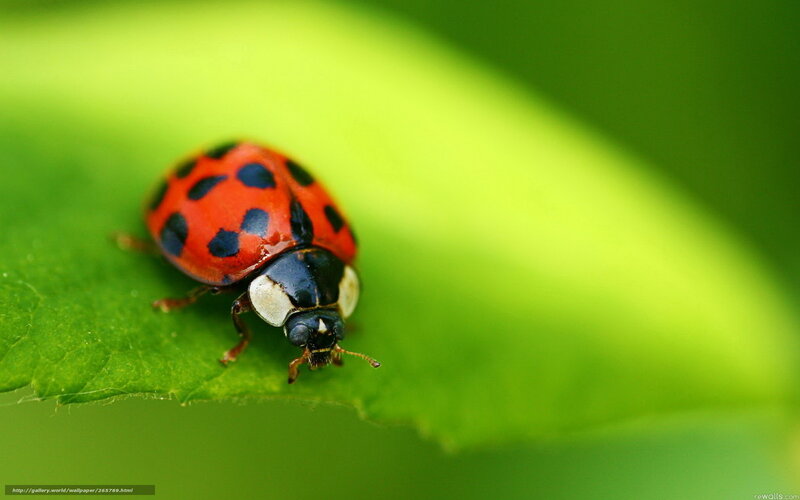 ladybug on a green leaf