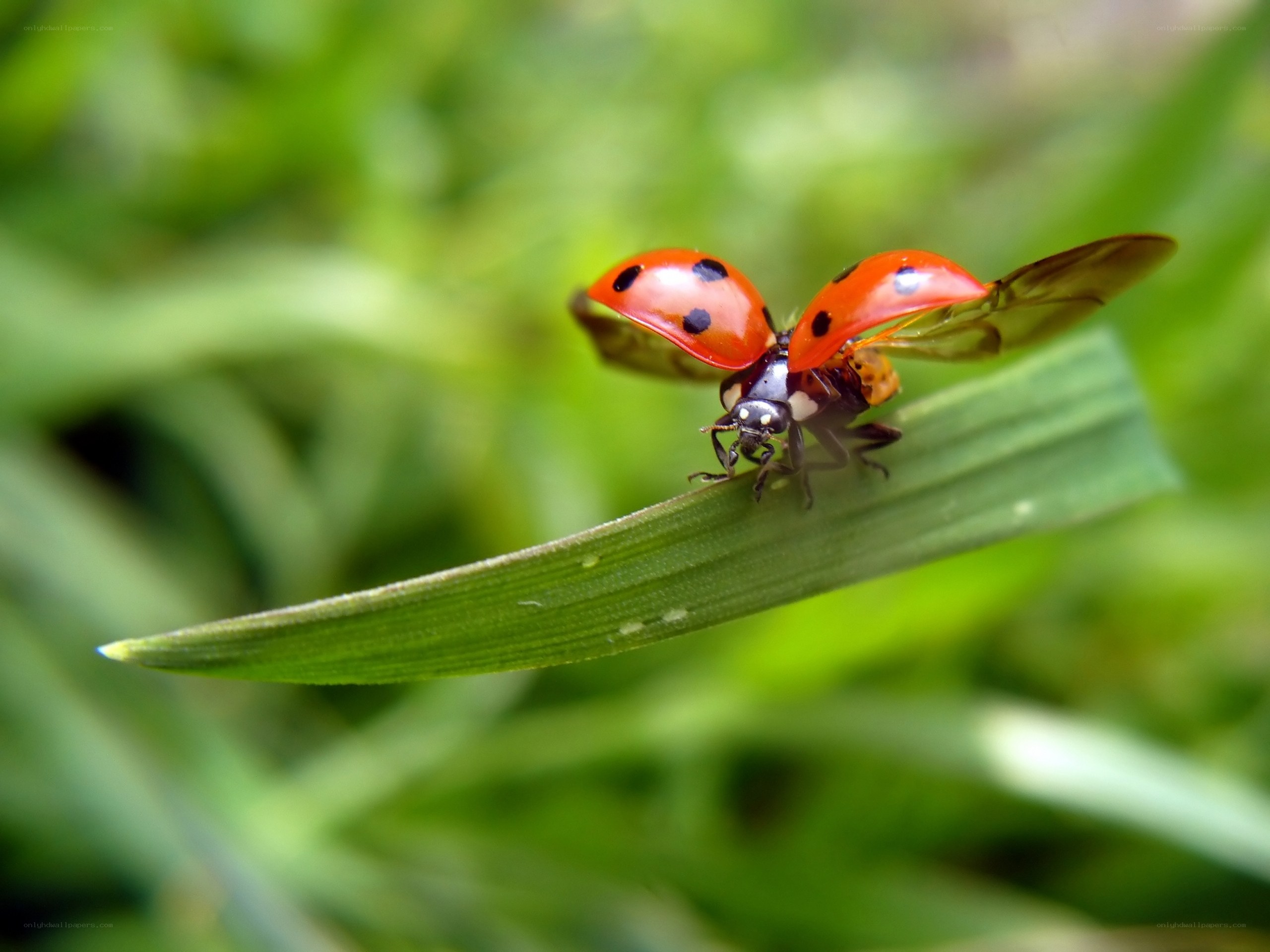 Ladybug on a green leaf