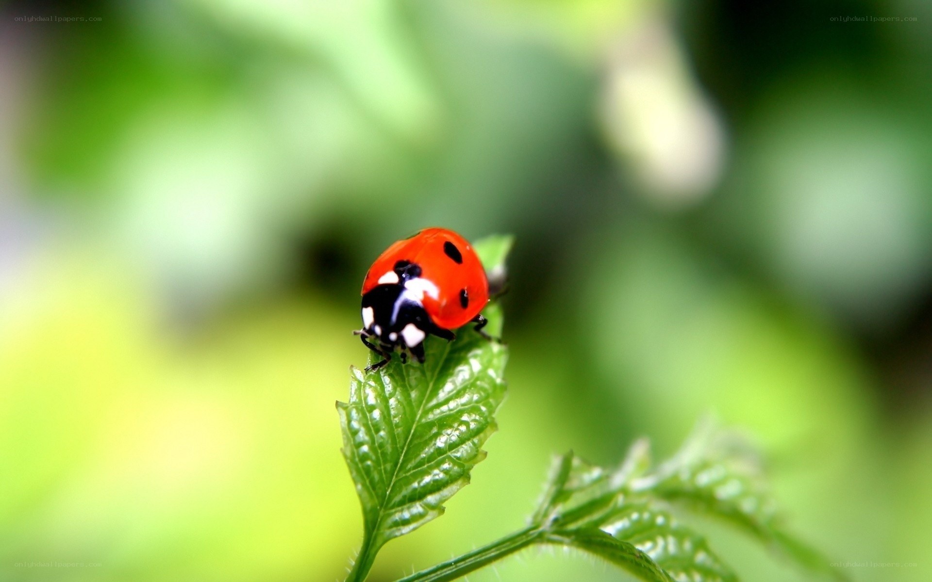 ladybug on a green leaf