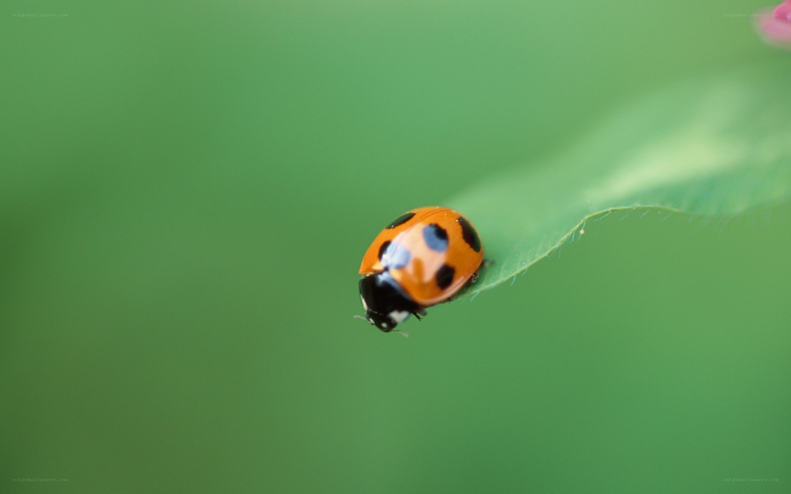 ladybug on a green leaf