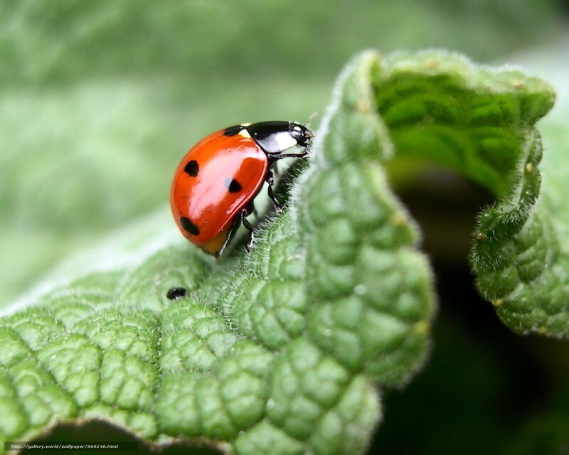 Ladybug on a green leaf