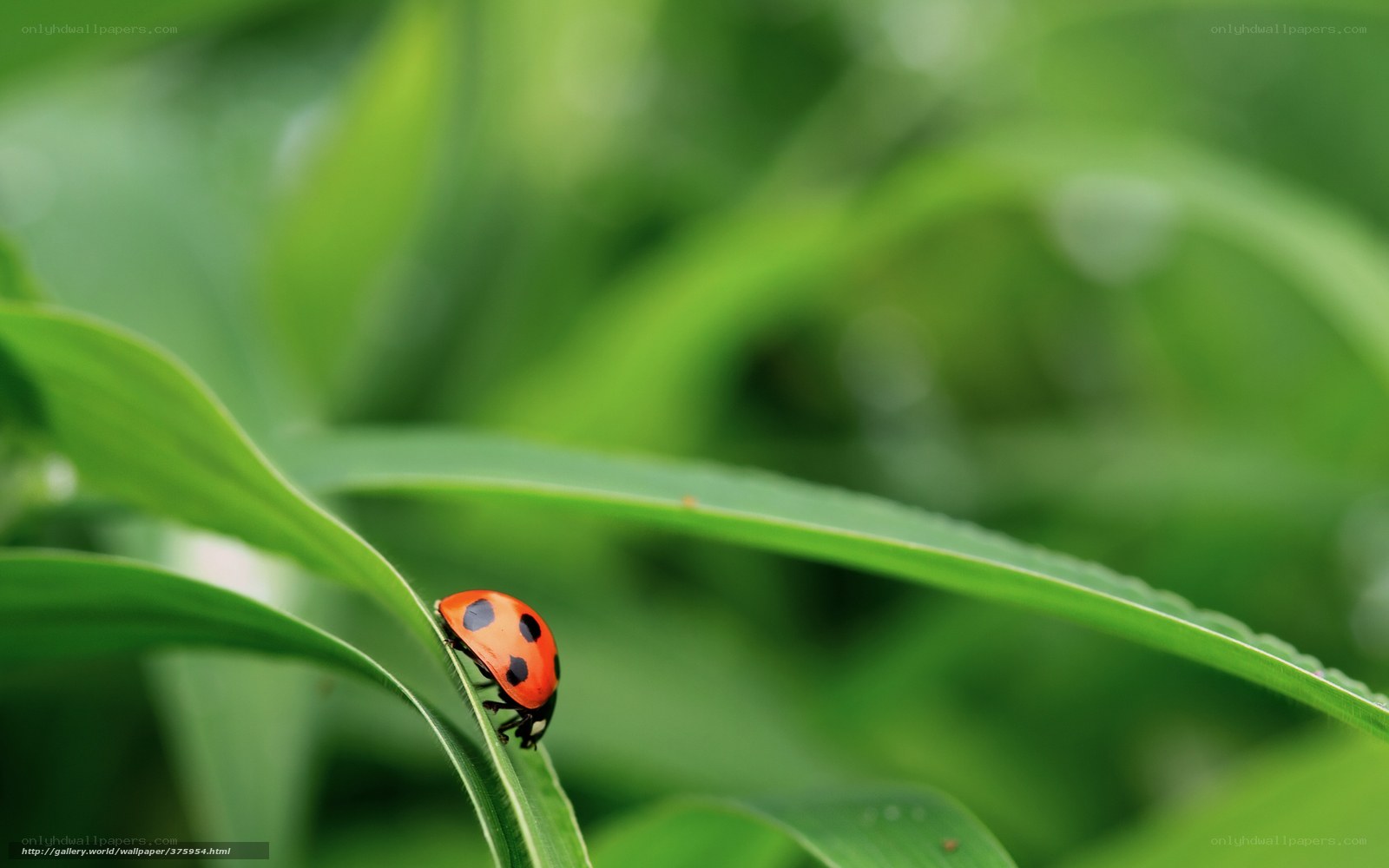 ladybug on a green leaf