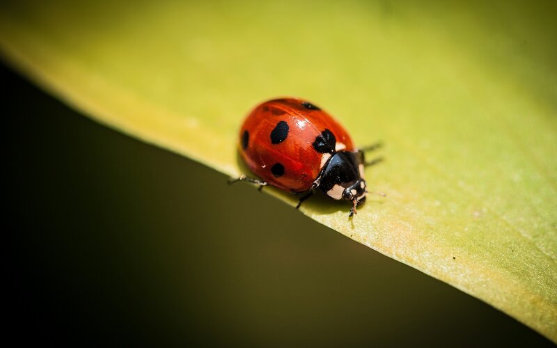 Ladybug on a green leaf