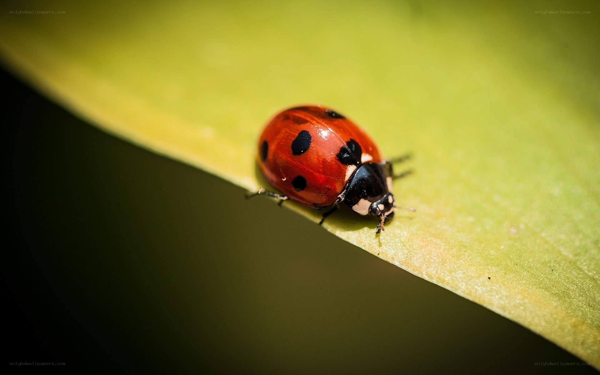 Ladybug on a green leaf
