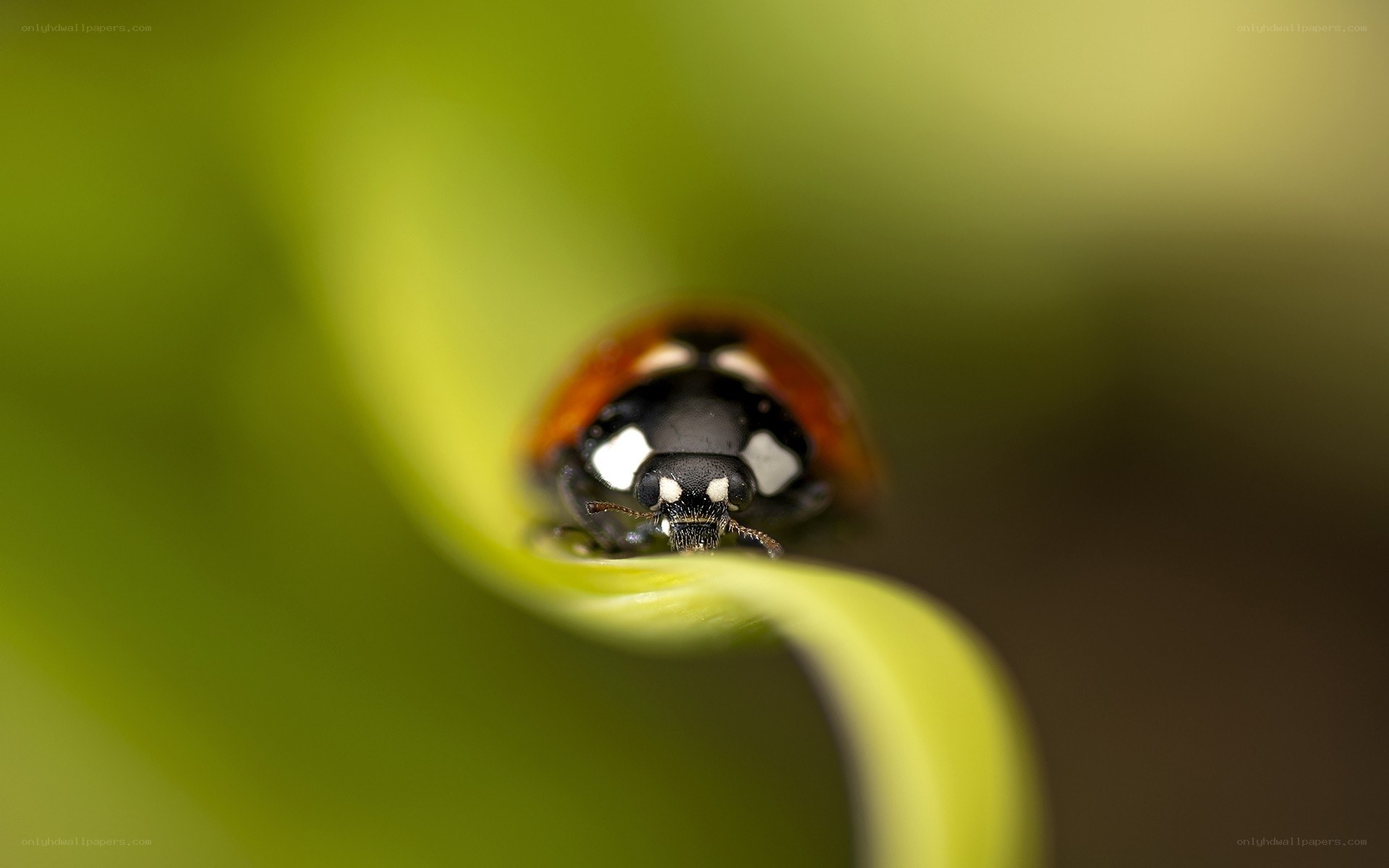Ladybug on a green leaf