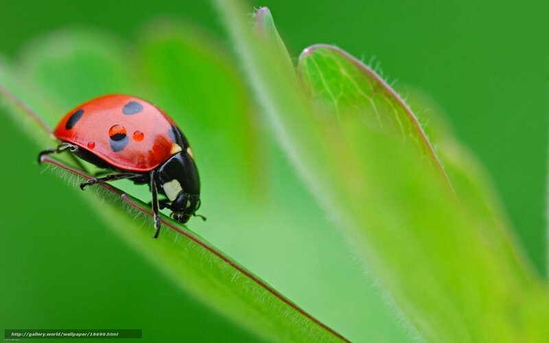 Ladybug on a green leaf