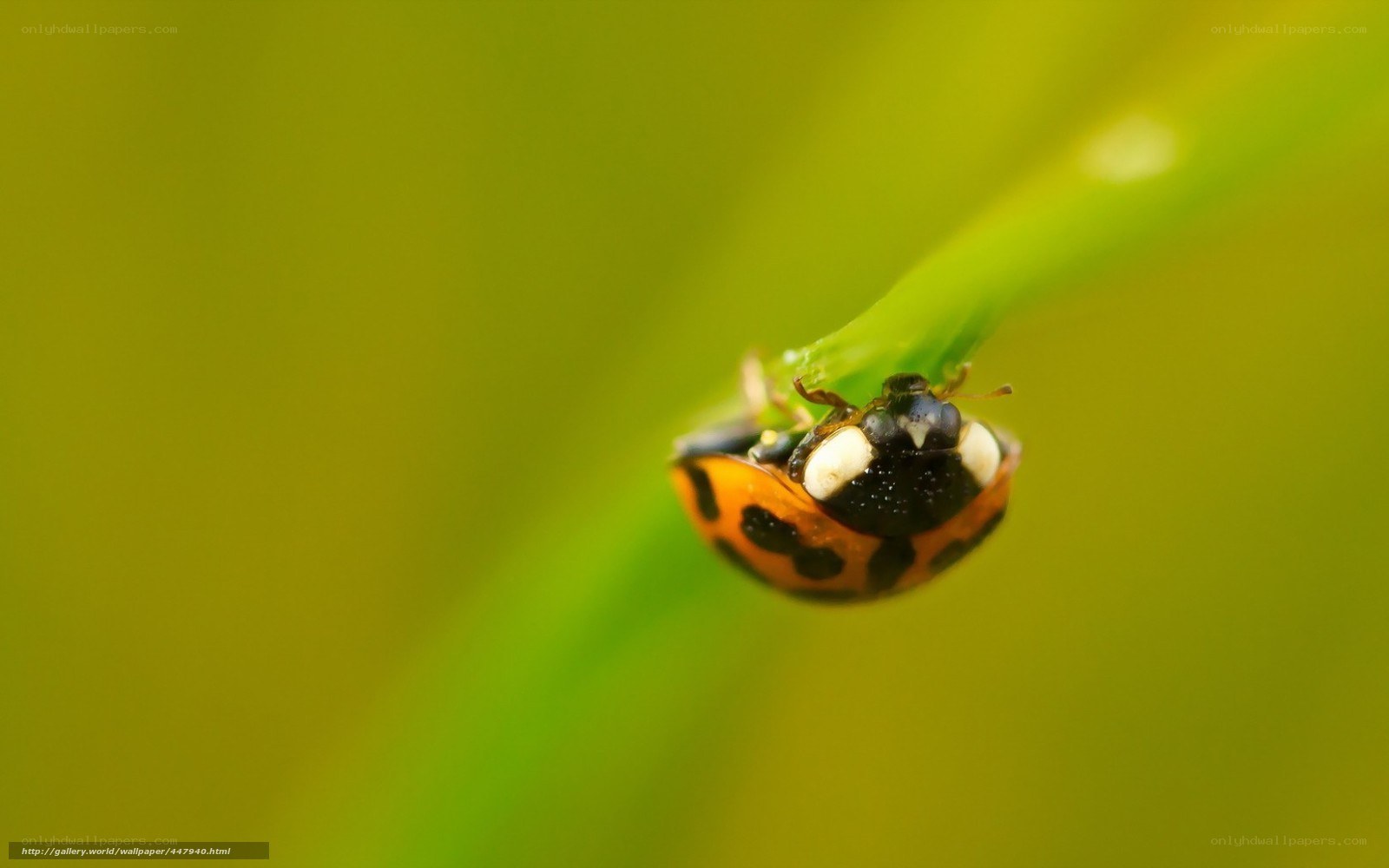ladybug on a green leaf