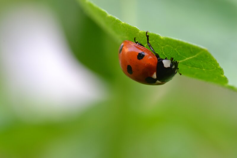 ladybug on a green leaf