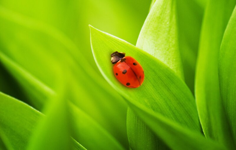 Ladybug on a green leaf