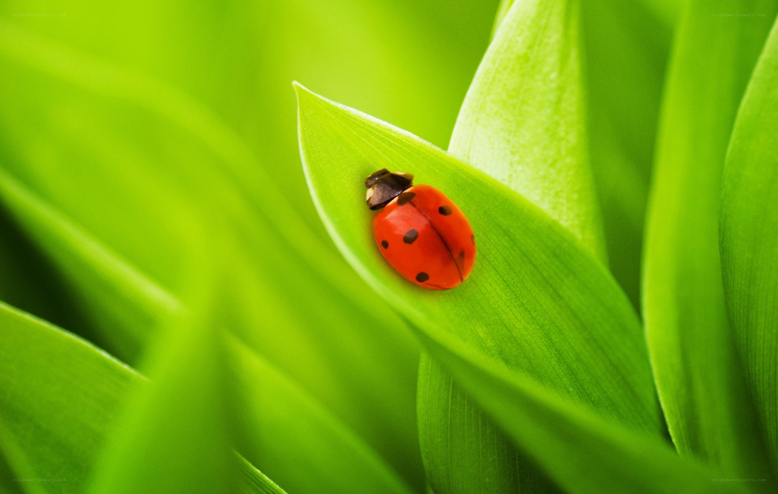 Ladybug on a green leaf