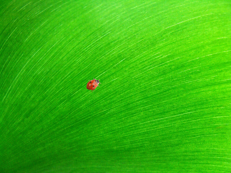 Ladybug on a green leaf