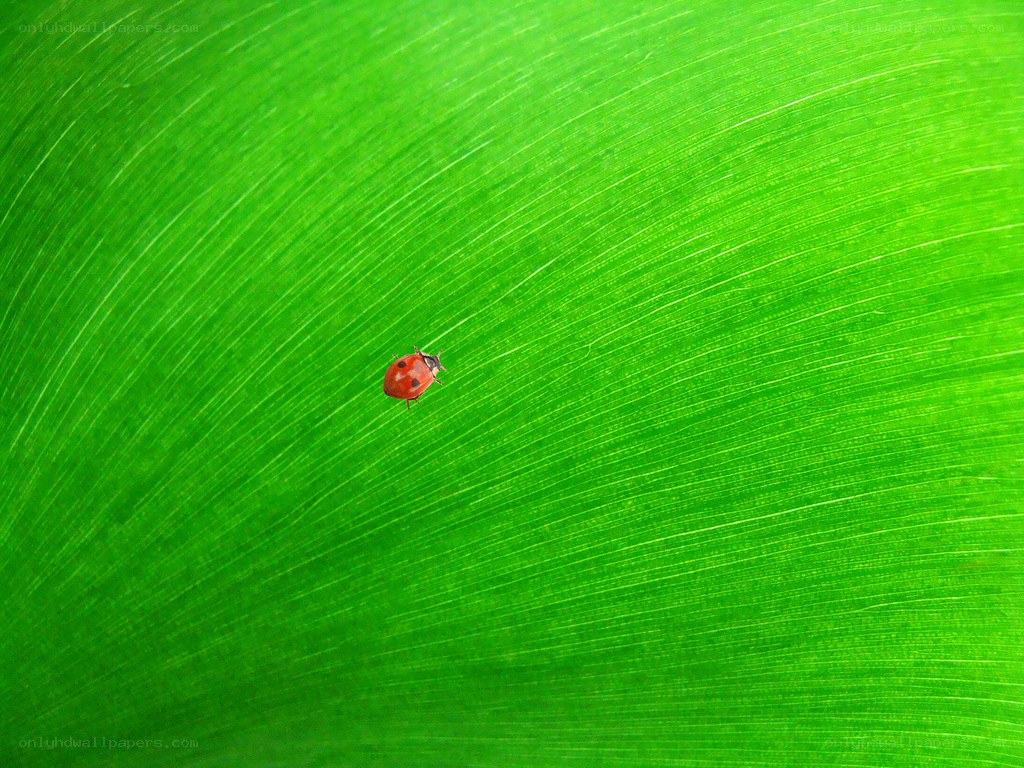Ladybug on a green leaf