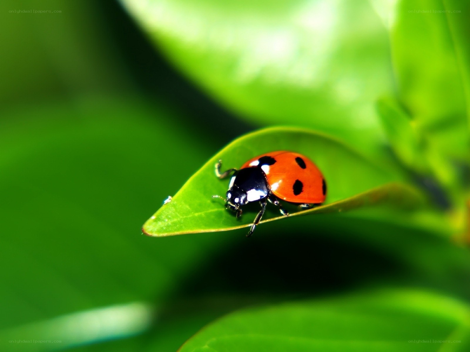 ladybug on a green leaf
