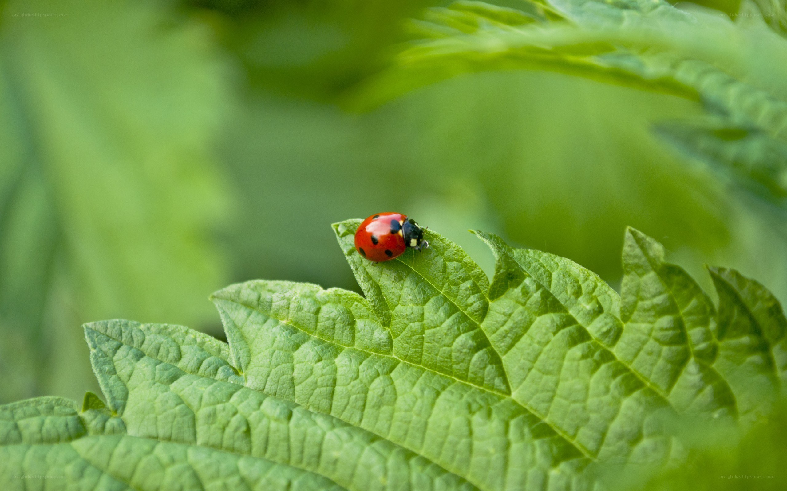 ladybug on a green leaf