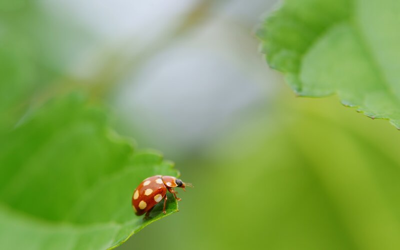 ladybug on a green leaf
