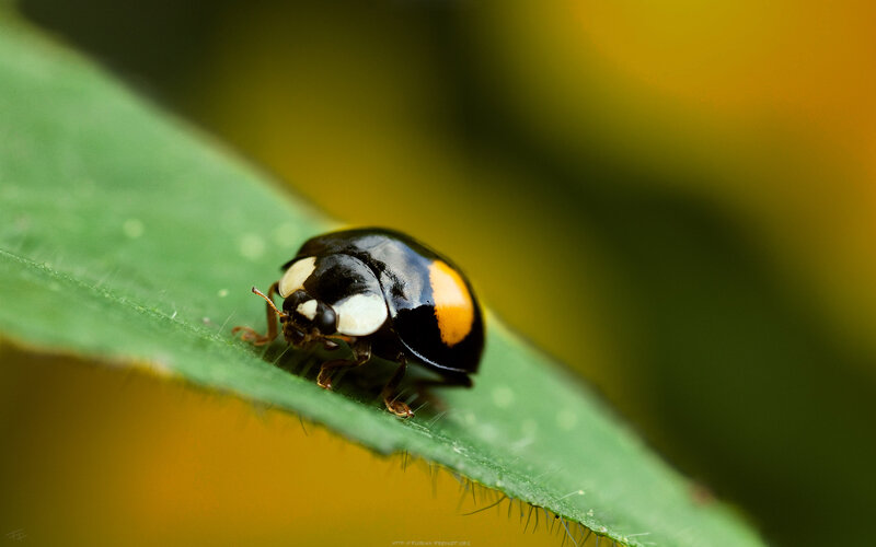 ladybug on a green leaf