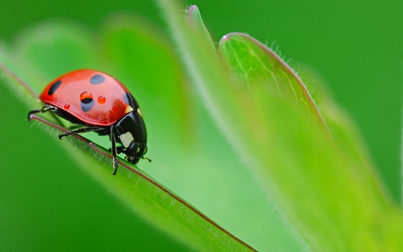 ladybug on a green leaf