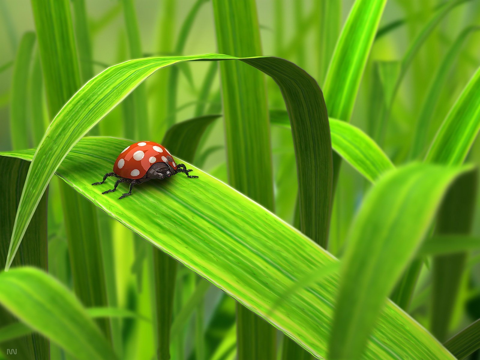 Ladybug on a green leaf