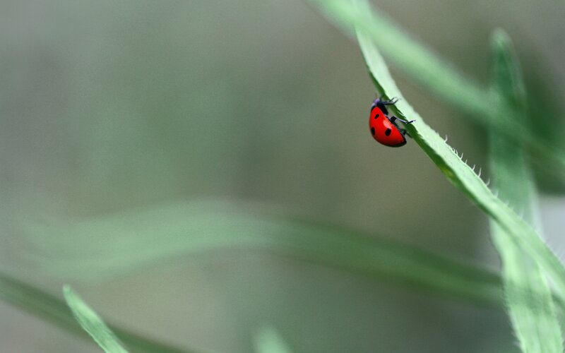 ladybug on a green leaf