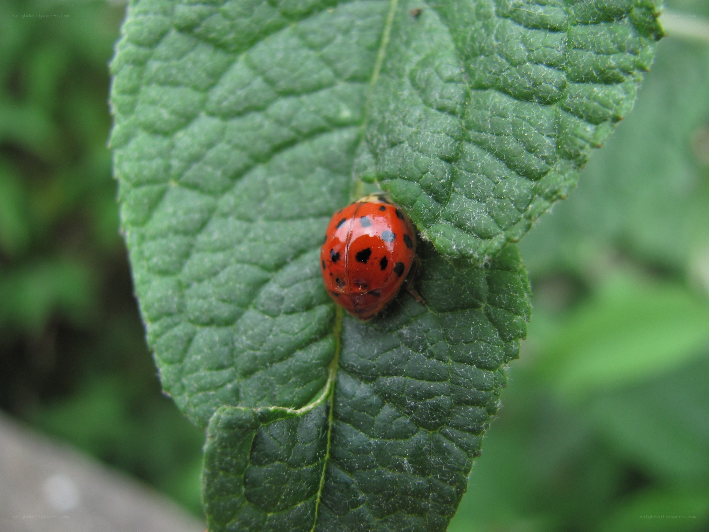 ladybug on a green leaf