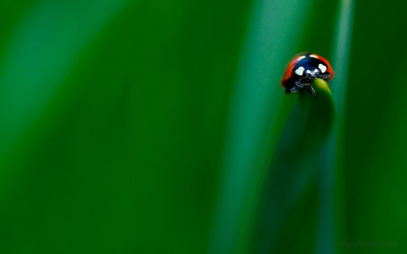 ladybug on a green leaf