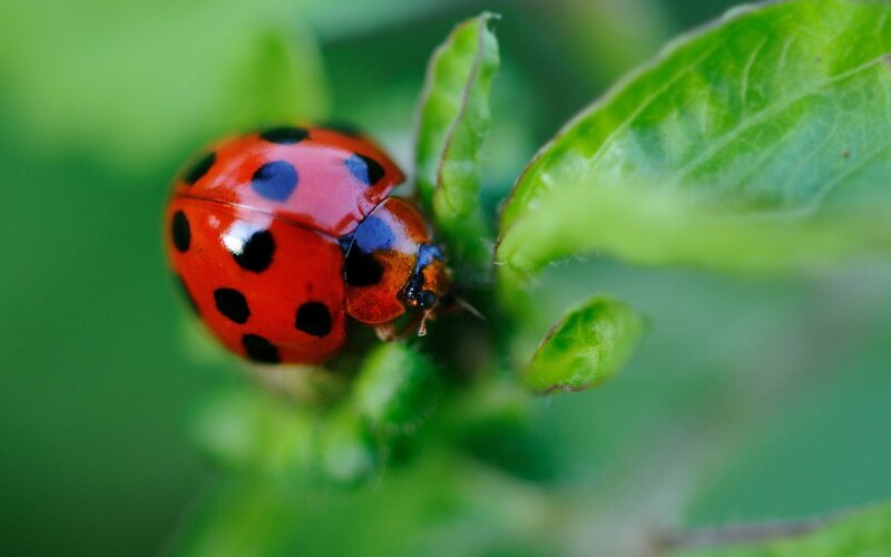 Ladybug on a green leaf