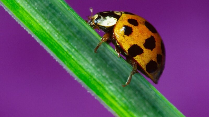 ladybug on a green leaf