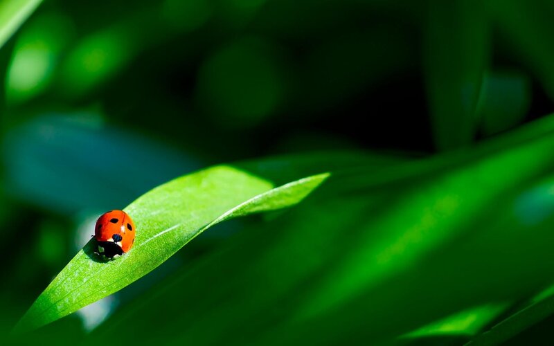 ladybug on a green leaf