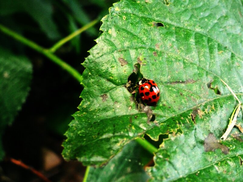 ladybug on a green leaf