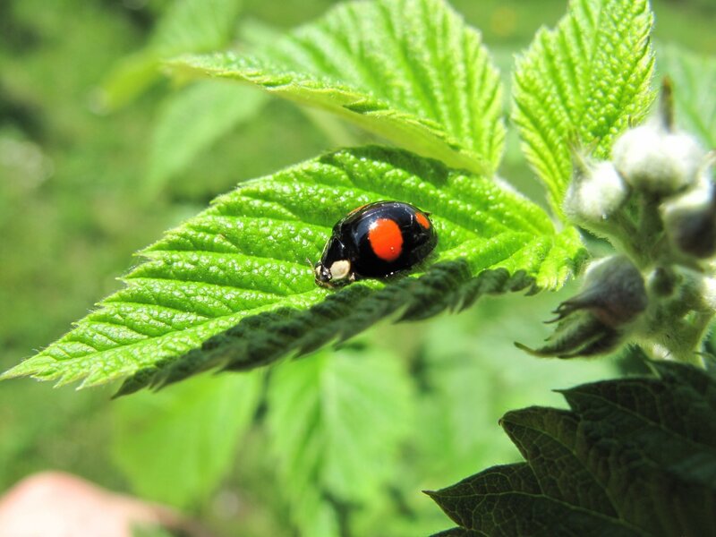 ladybug on a green leaf