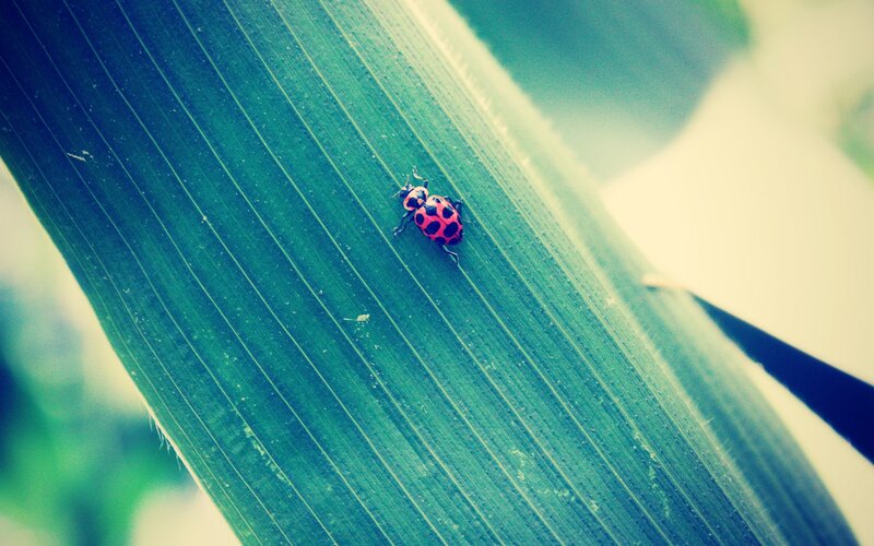 ladybug on a green leaf