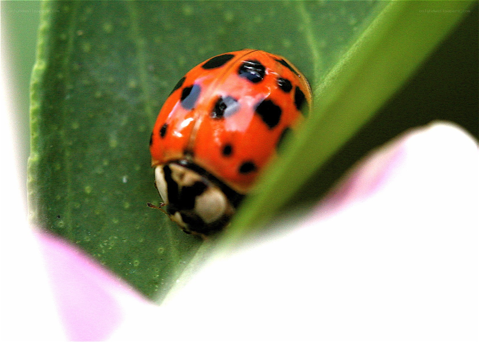 ladybug on a green leaf